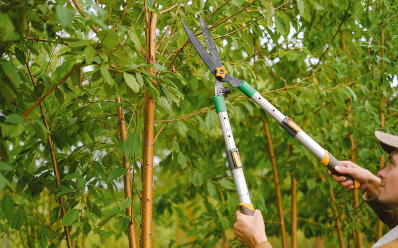 Tree trimming in Hazelton, ND