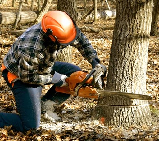 Tree Removal in Hazelton, ND